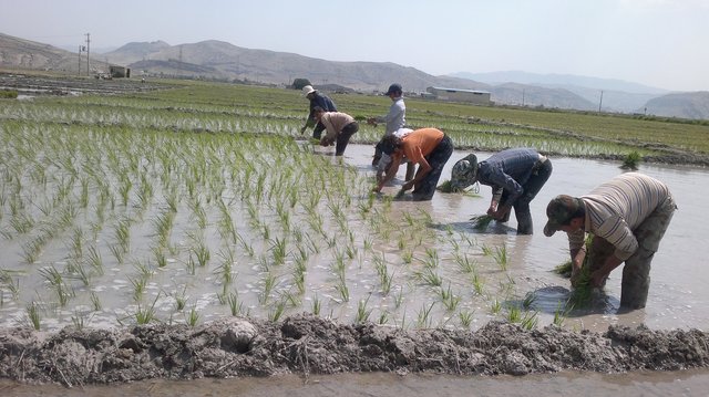 کشت نامحدود شلتوک در خوزستان، شدنی نیست
