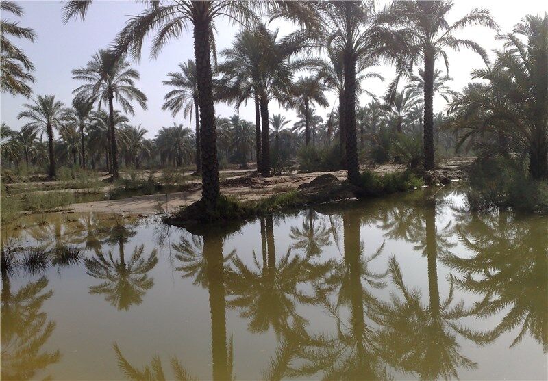 آغاز رهاسازی آب از سد مارون برای تامین حقآبه نخلستانهای خوزستان آغاز رهاسازی آب از سد مارون برای تامین حقآبه نخلستانهای خوزستان