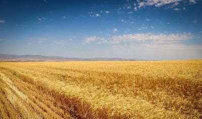 مصوبه ستاد هماهنگی اقتصادی دولت برای واردات گندم بخش خصوصی زمین ماند! مصوبه ستاد هماهنگی اقتصادی دولت برای واردات گندم بخش خصوصی زمین ماند!