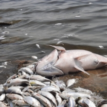 مرگ ماهیان دریاچه استحصال نمک بندرماهشهر ادامه دارد