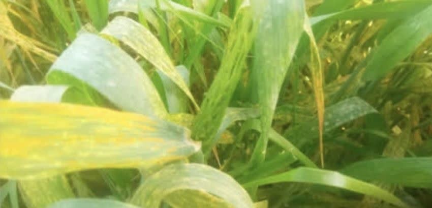 ناقوس مرگ بیماری زنگ زرد در مزارع گندم استان خوزستان