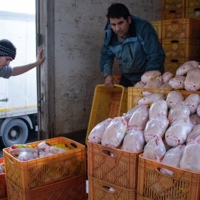 مدیر جهاد کشاورزی خوزستان در بحران کمبود و گرانی مرغ مقصر نیست؟