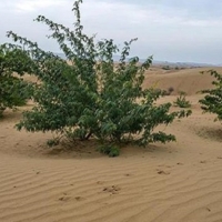 بحران ریزگردها در خوزستان وخیم‌تر شد؛ خطر بیابان‌زایی قریب الوقوع